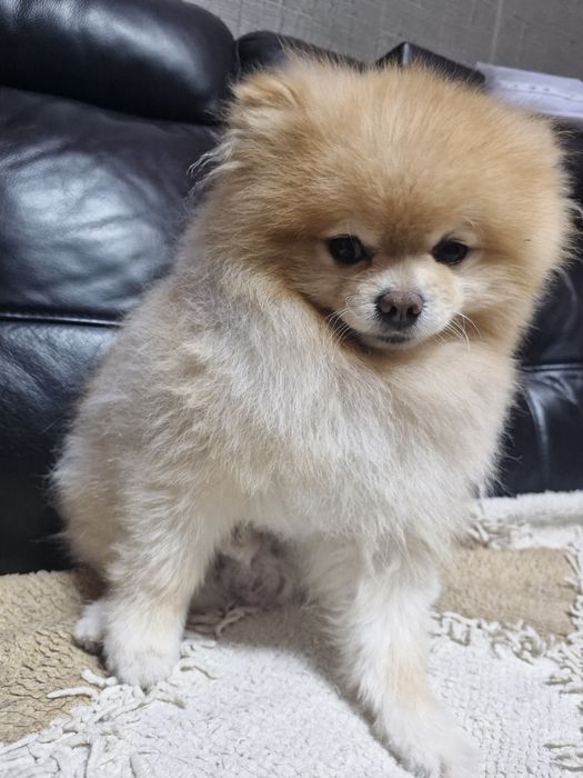 Вязка с очаровательным щенком