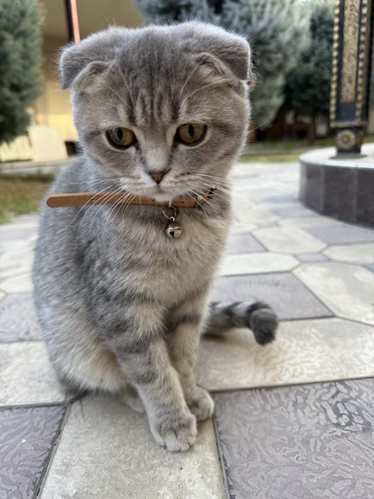 Кошка скоттиш-фолд