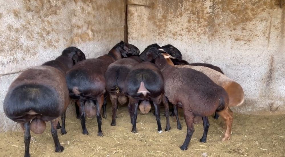 Кучкорлар сотилади