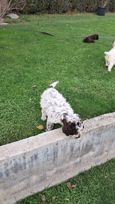 Лагото Романьоло