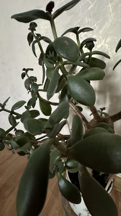 Денежное дерево крассула (Crassula) или толстянка.