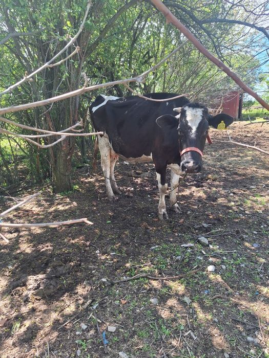 Vând vacă metis holstein cu bălțată