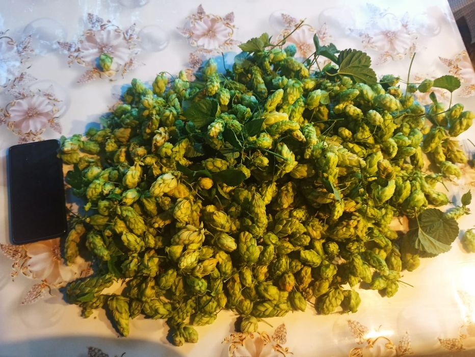 Хмель (шишки хмеля) сушеный