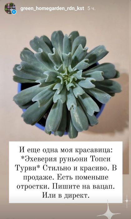 Комнатные растения-сукуленты.