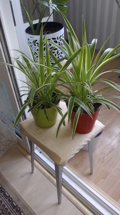 Хлорофитумы цветы шикарные!