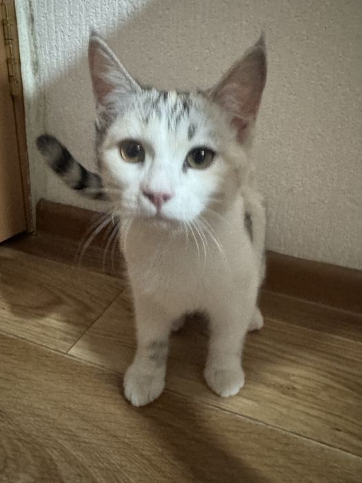 Отдаем котят в добрые руки