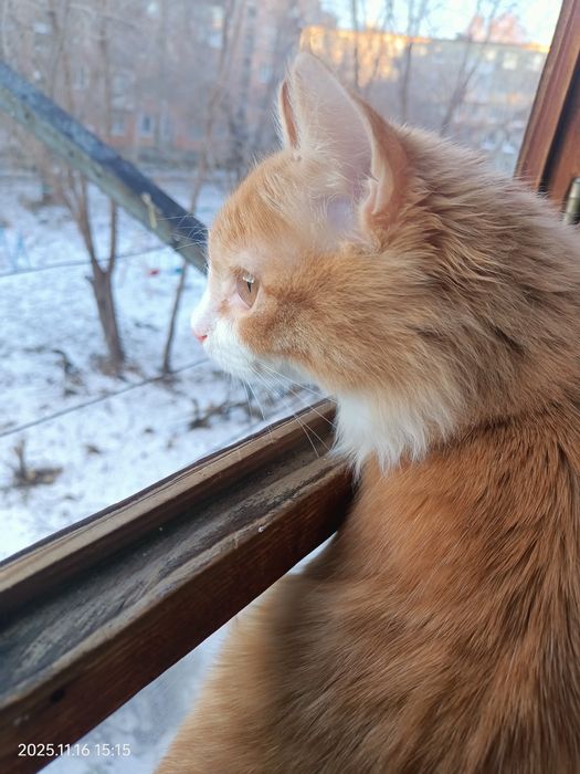 Отдам кошку 5 месяцев