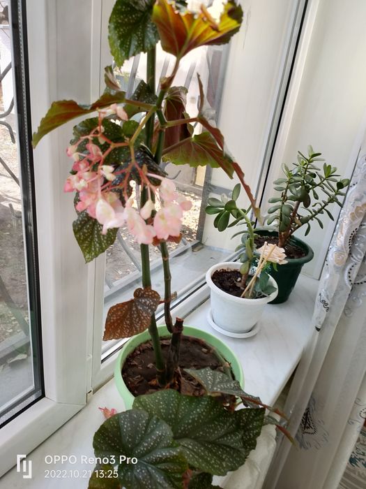 Продам комнатные цветы.