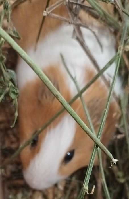 Donez Porcușor de Guineea