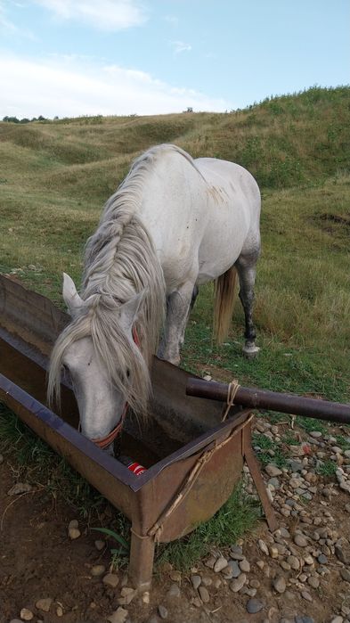 Schimba armăsar de 7 ani pe oi mai multe detalii in privat!