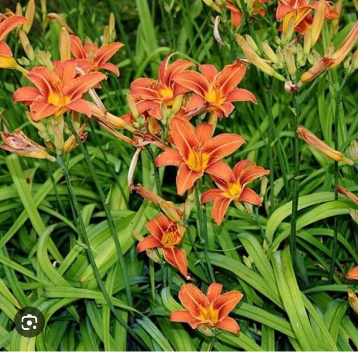 Цветы садовые многолетние