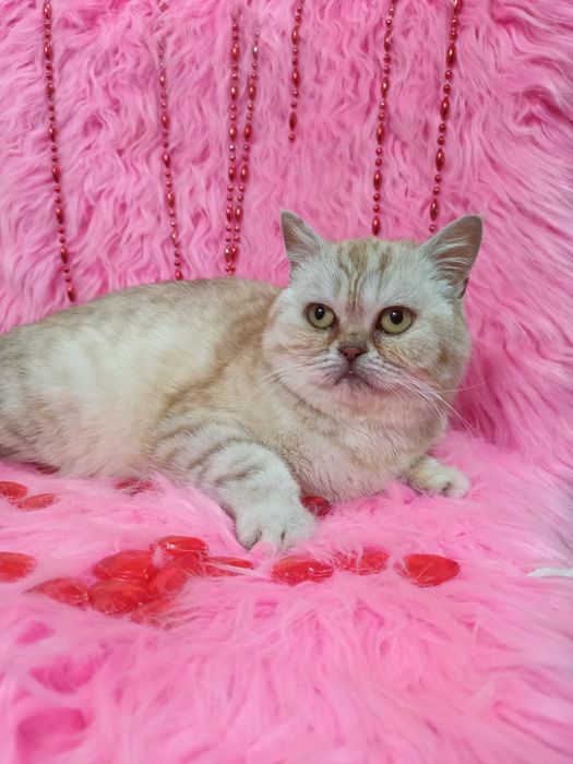 Продам чистокровную шотландку