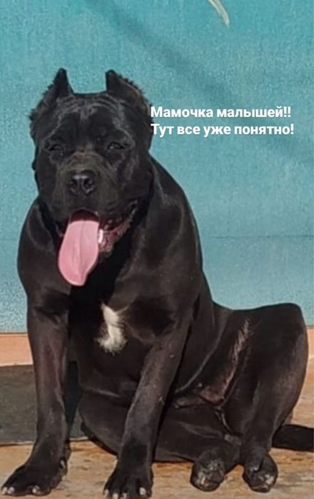 Шикарные щенки Кане Корсо. Две девочки . Мощные