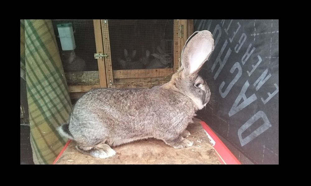 Vand o pereche de urias german la 4 luni