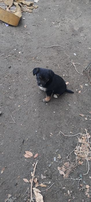 Щенки (Девочки)  Смешанной породы