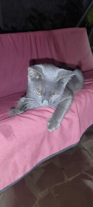Молодой котик Барсик ищет добрых хозяев