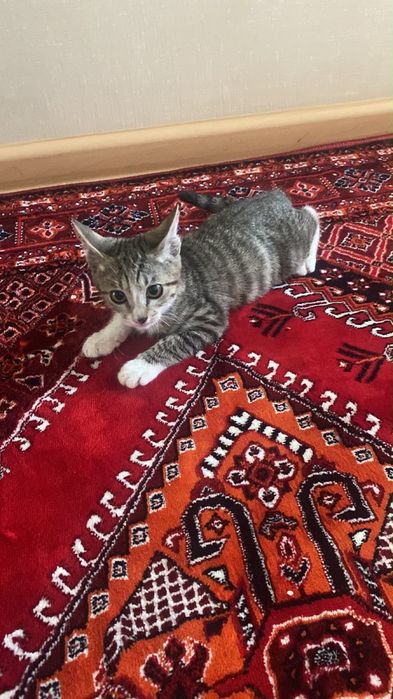 Подарю котенка мальчика