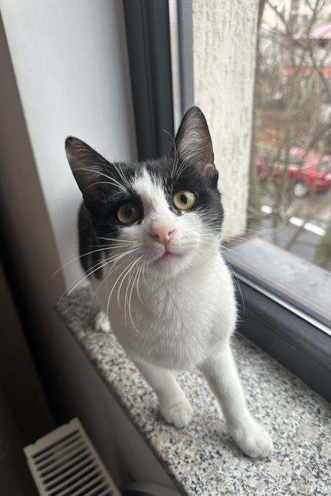 Pisicuta superba cauta famiie