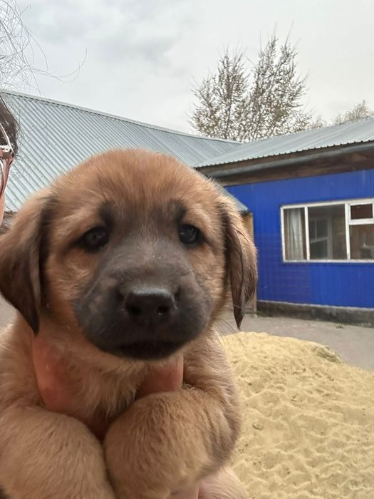 Отдам щенят даром.