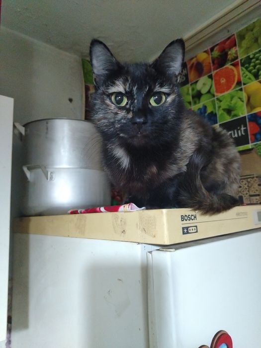 отдам кошку в добрые руки