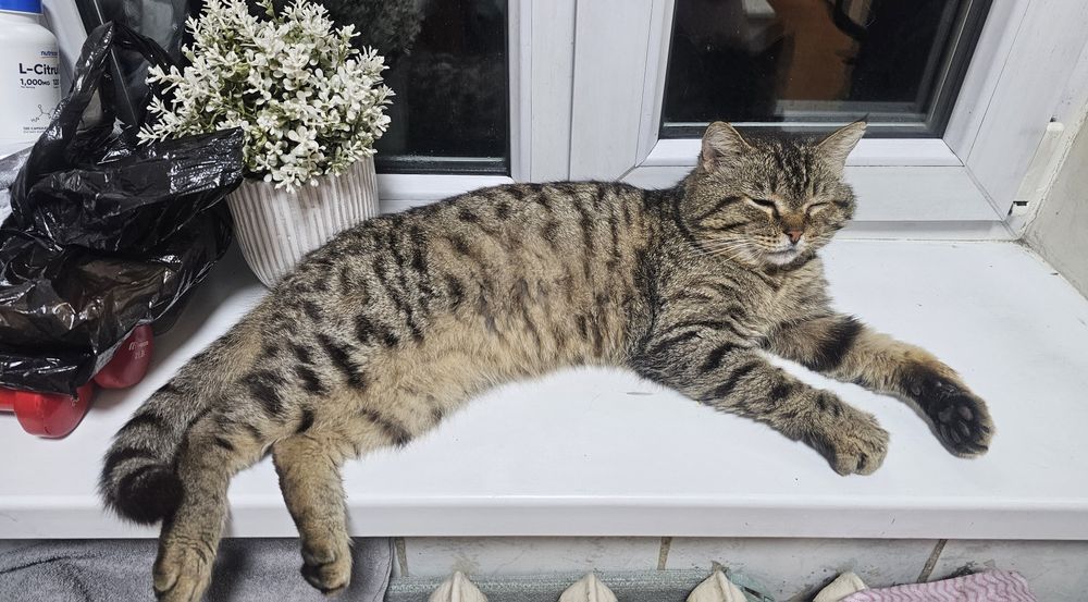 Отдам  котят в хорошие руки