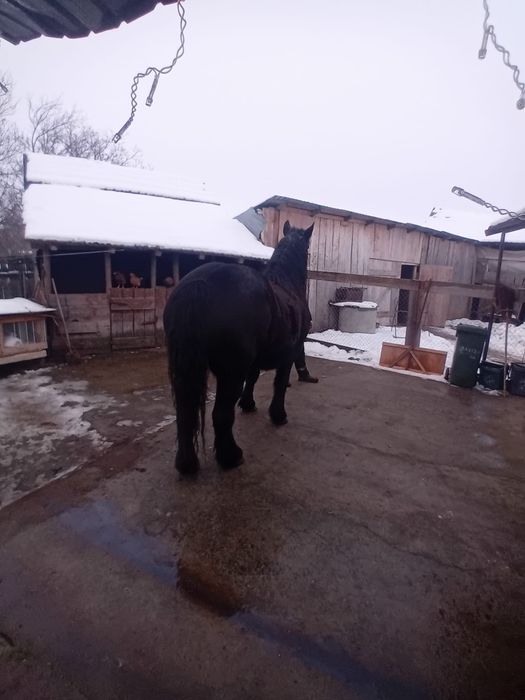 Iapa de vânzare de 5 ani