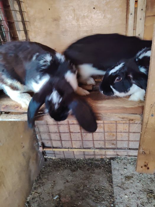 Iepurași de vânzare