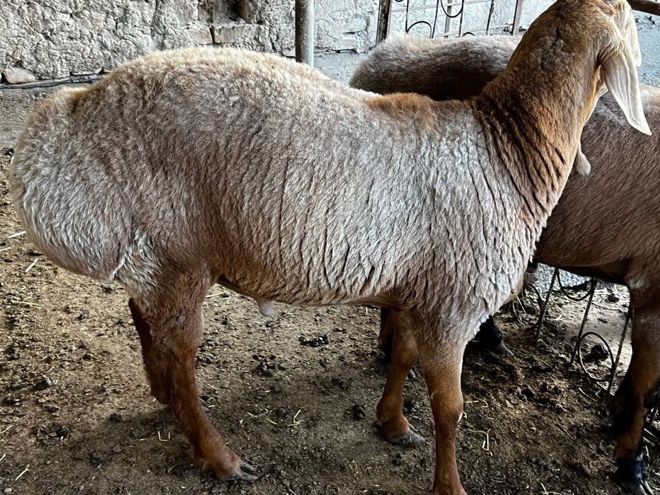 Акака ва бошка спросимларучун кучкорлар