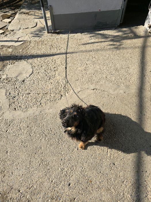 Спаниель , 2 года