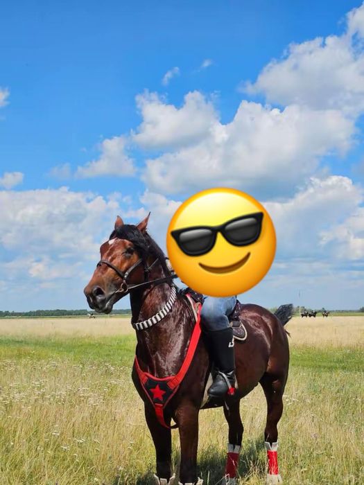 Продам жеребец орловский