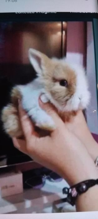 Pui mici pitici iepuri iepurasi