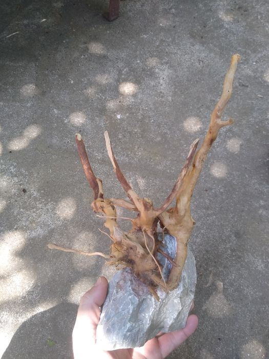 Decor lemn Red moor acvariu pesti