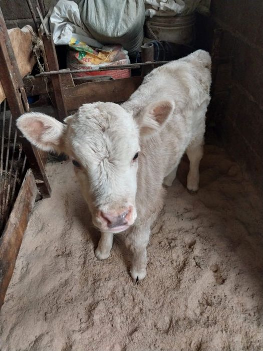 Сиыр сатам жуас