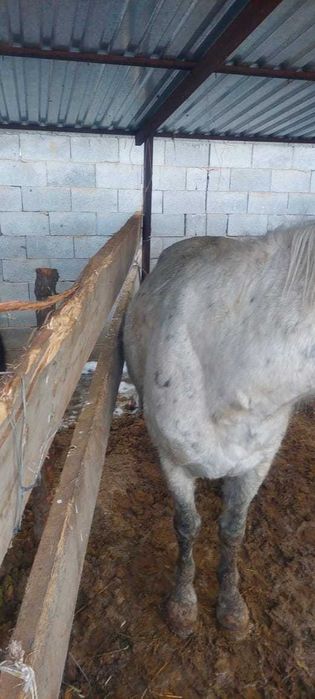 Лошади откормленные