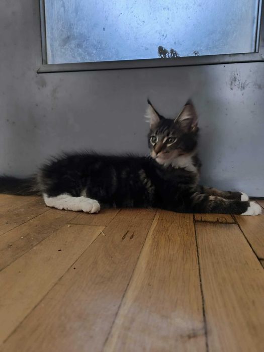 Котенца мейн куун