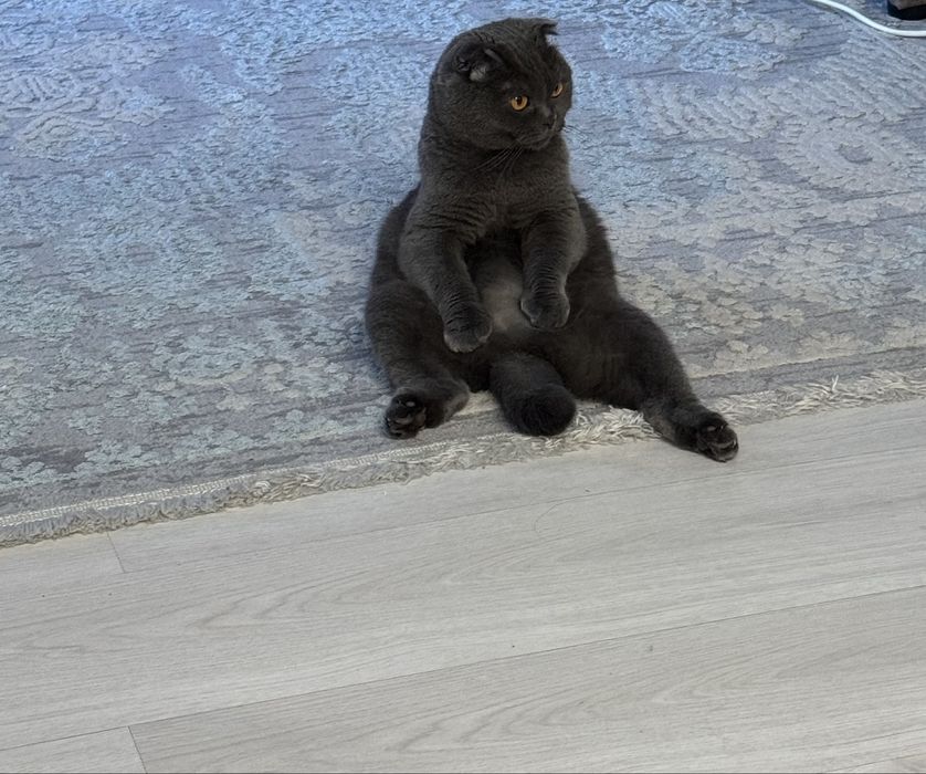Кошка шотландская вислоухая