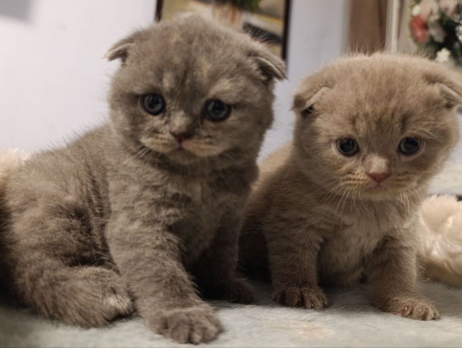Продажа котят фоллд