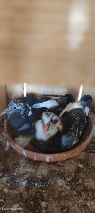 Porumbei voiajori