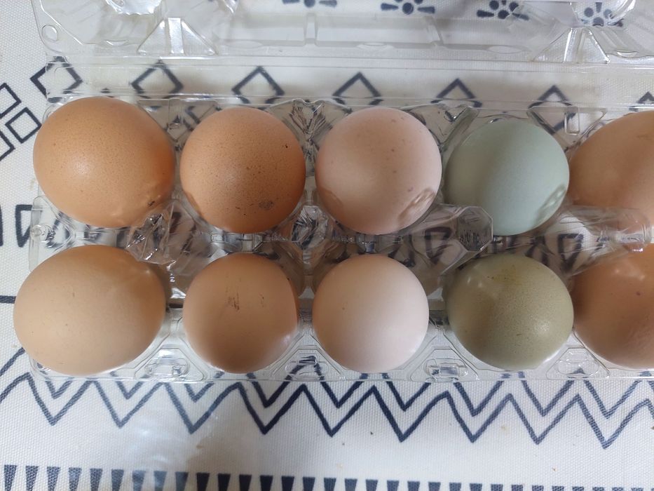 Яйцо икубационное