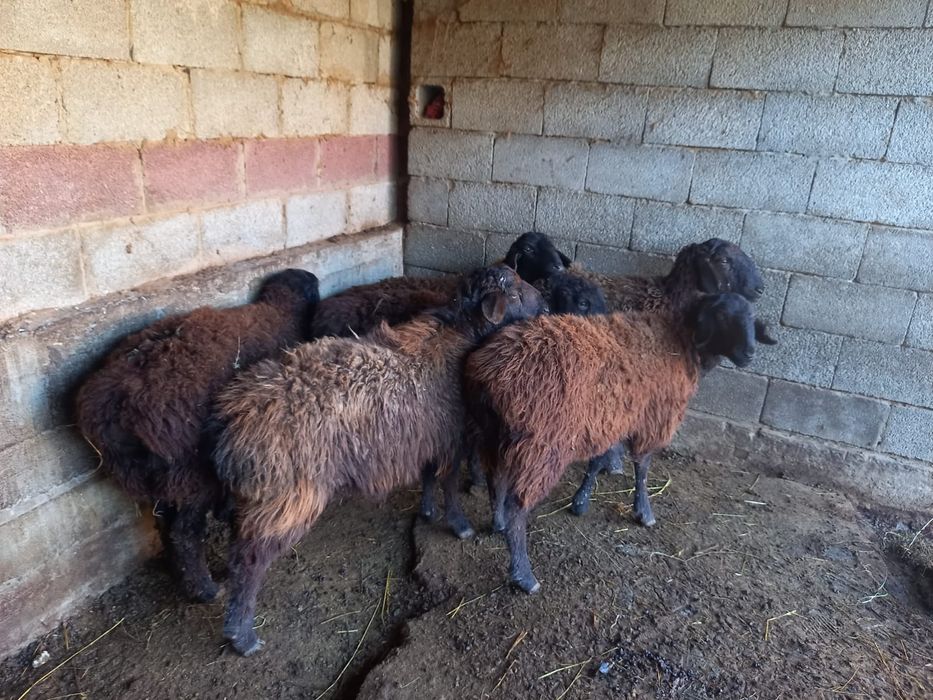 Қой, тоқты сатылады