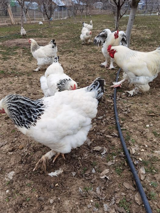 Oua pentru incubat de găină brahma cu mixta - de vanzare