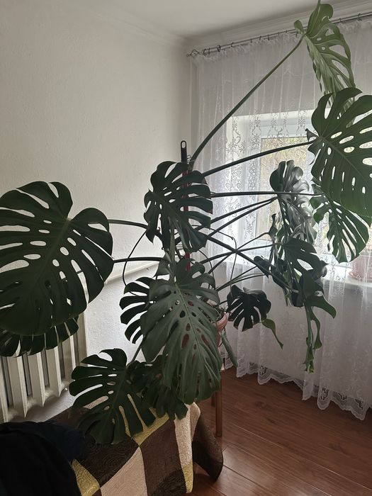 Продам Монстеру большую.