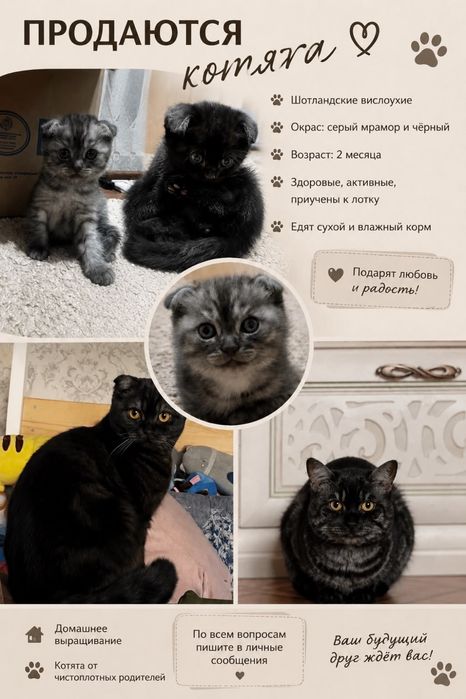 Шотландские чистокровные Скоттиш-фолд котята