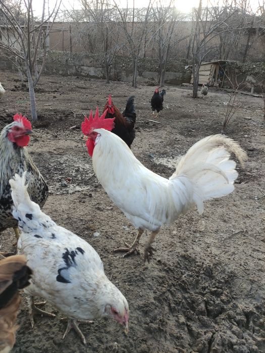 Петухи Курицы Оптам