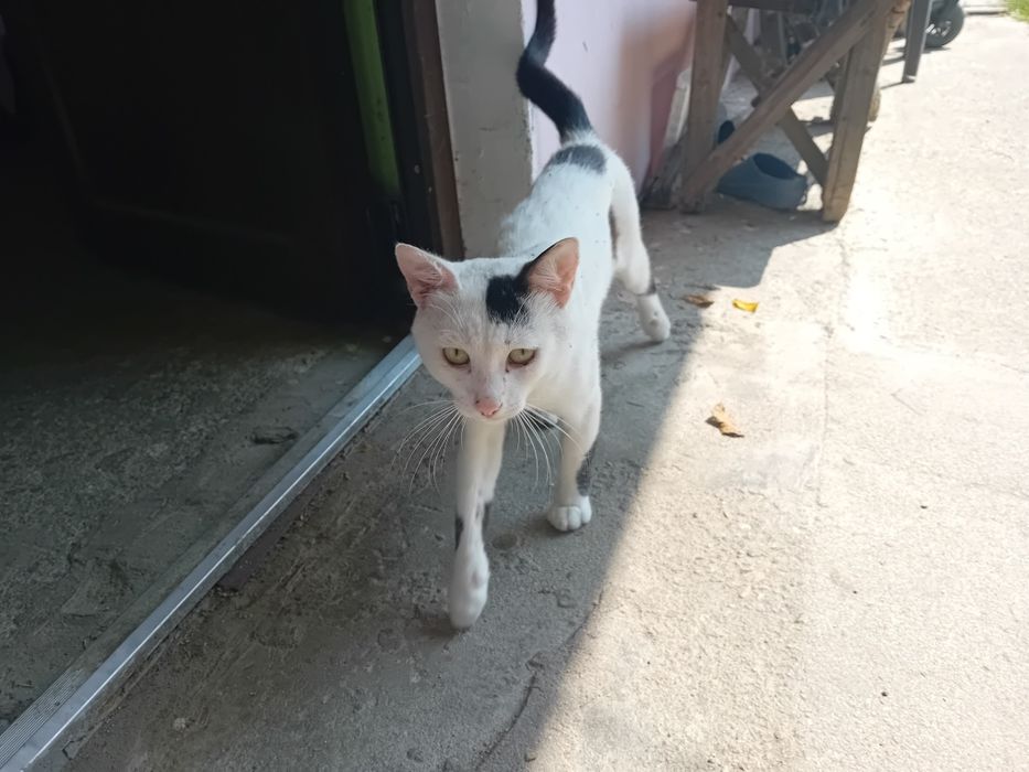 Servici pet care pentru pisici și animale mici