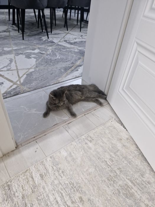 Животный  кот продаётся