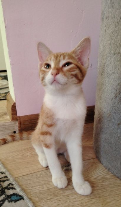 Котята в ответственные руки!