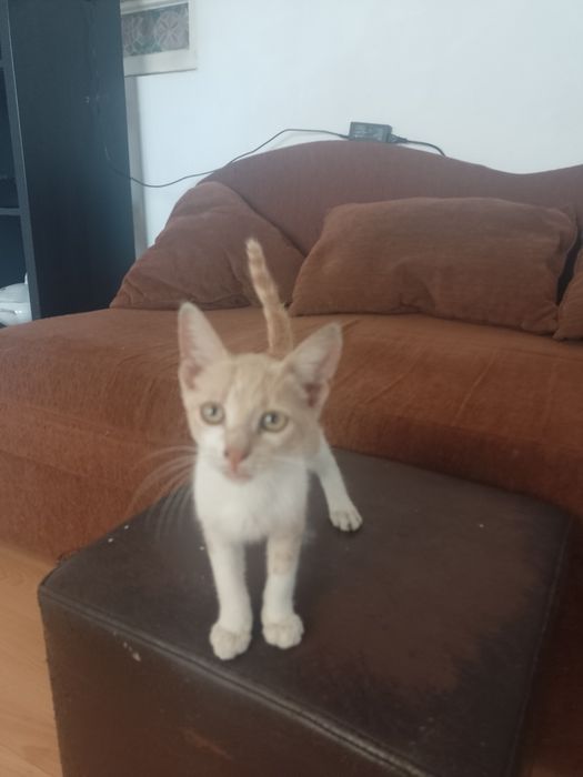 3 Pisoi  2 motanei si o pisicuta