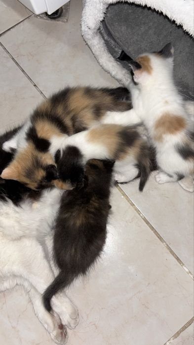 Котята бесплатно