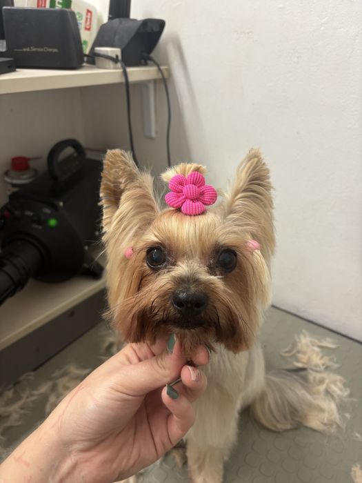 coafura canina Dog Barber